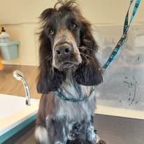 Freshly groomed spaniel