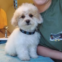 Groomed poodle puppy