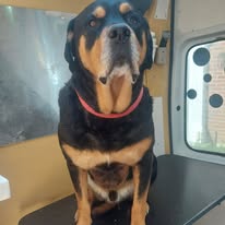 Groomed rottweiler