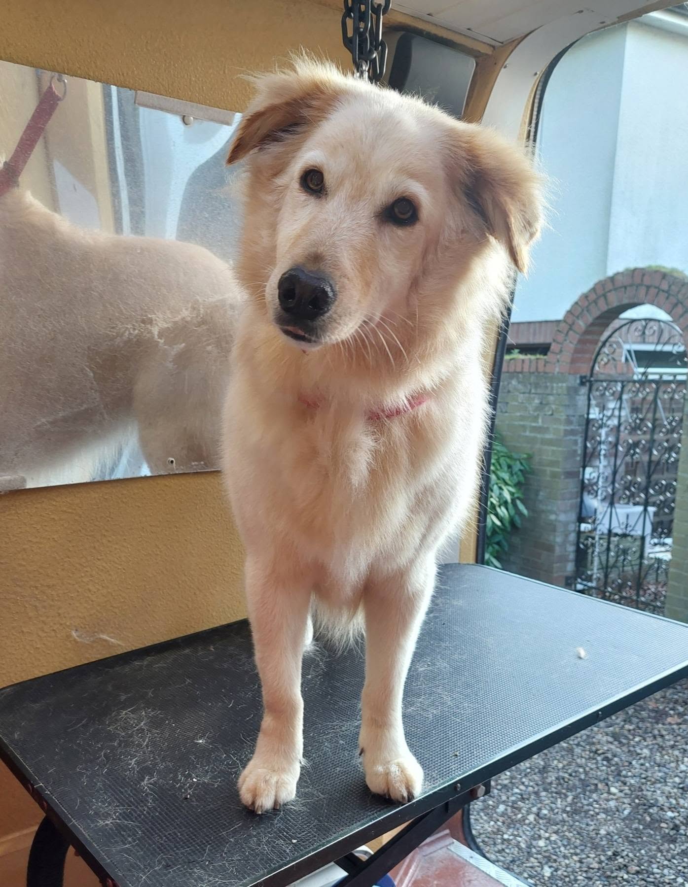 Groomed spaniel puppy
