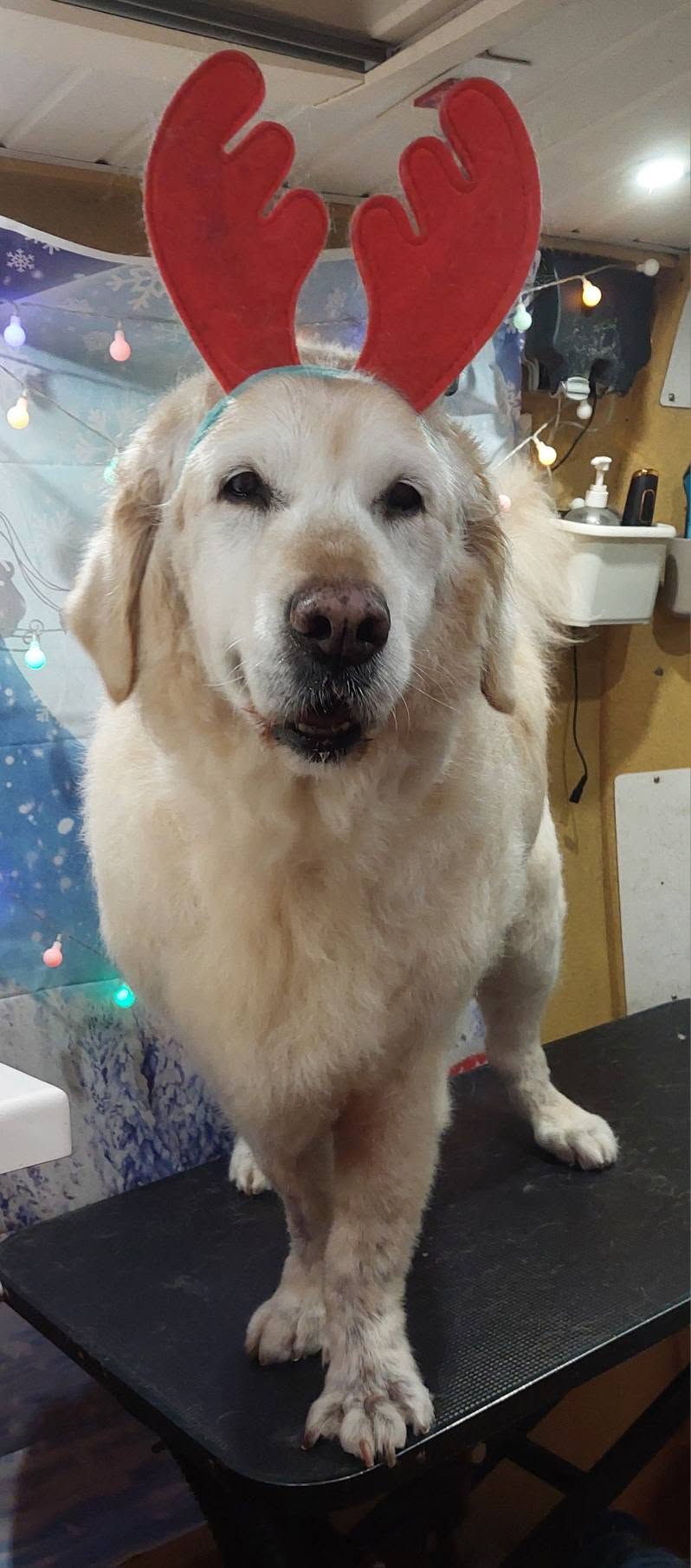 Groomed golden retriever mix